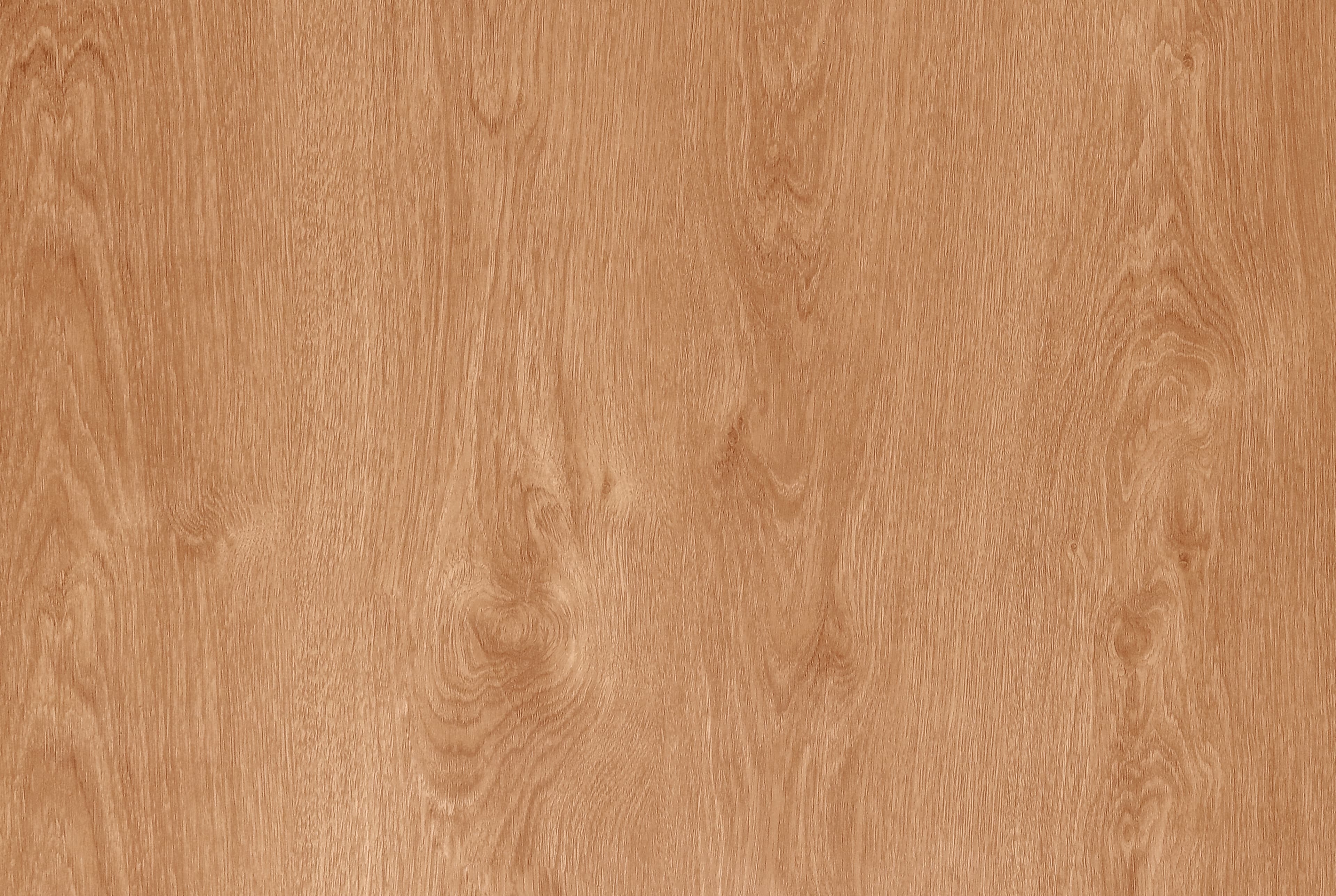 Sand Maple